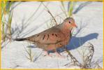 Female Eastern<BR>Common Ground-Dove