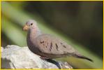 Common Ground-Dove<BR> Eastern