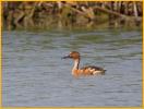 Juvenile <BR>Fulvous Whistling-Duck