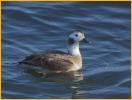 Nonbreeding Female <BR>Long-tailed Duck
