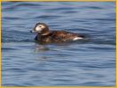 Female <BR>Long-tailed Duck