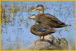 Male and Female <BR>Mottled Ducks