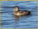 Female <BR> Ring-necked Duck