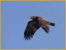 Juvenile<BR> Bald Eagle