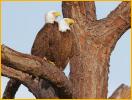 Male and Female<BR>Bald Eagles