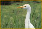 Nonbreeding <BR>Cattle Egret
