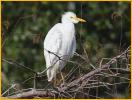 Nonbreeding<BR>Cattle Egret