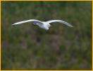 Nonbreeding<BR>Cattle Egret