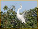 Great Egret <BR>Mating Dance