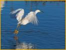 Nonbreeding<BR>Snowy Egret