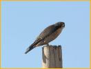 Juvenile Interior West<BR>Peregrine Falcon