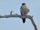 Tundra<BR>Peregrine Falcon