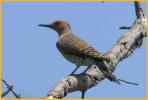 Female Yellow-shafted <BR>Northern Flicker
