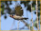 Yellow-shafted <BR> Northern Flicker