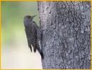 Female Red-shafted<BR>Northern Flicker