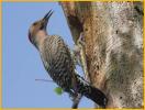 Yellow-shafted<BR>Northern Flicker