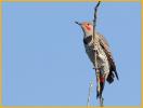 Red-shafted<BR>Northern Flicker