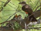 Female and Chicks<BR>Vermilion Flycatcher