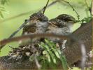 Chicks<BR>Vermilion Flycatcher