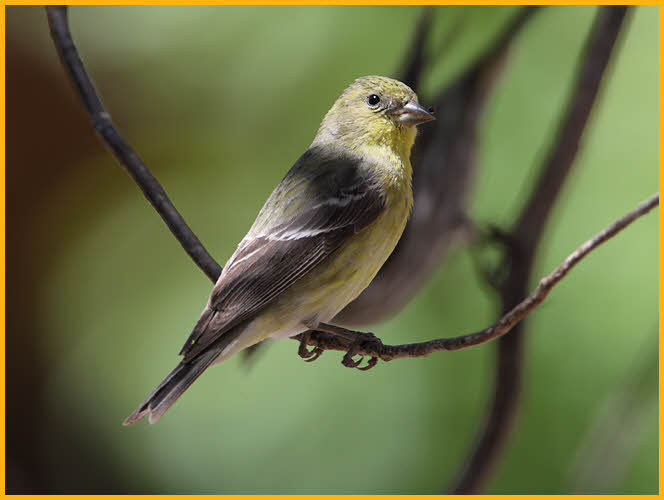 Female<BR>Lesser Goldfinch