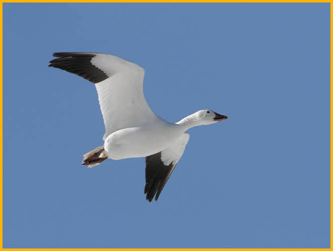 Greater Snow Goose