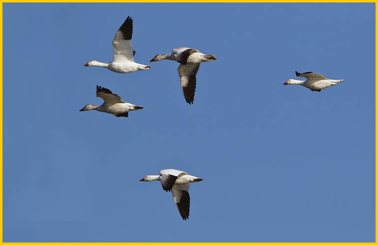 Snow Geese<BR>Greater