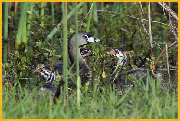 Pied-billed Grebe <BR>and Chicks