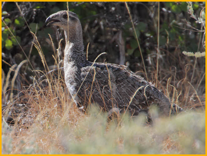 Female<BR>Greater Sage-Grouse