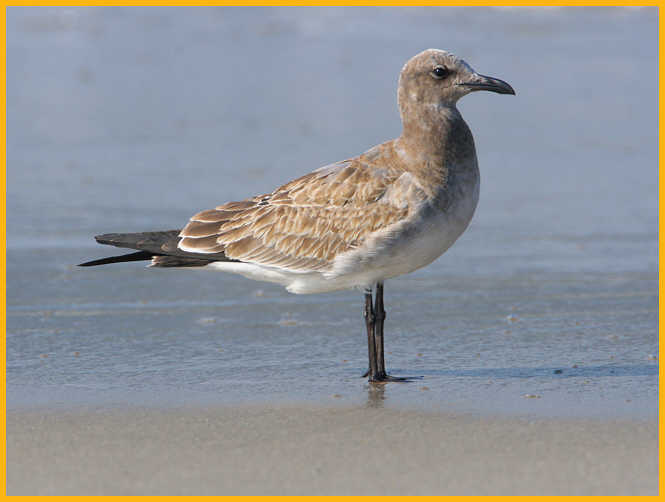 Juvenile <BR>Laughing Gull
