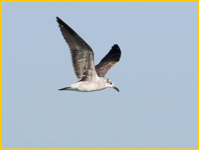 Laughing Gull<BR>First Summer