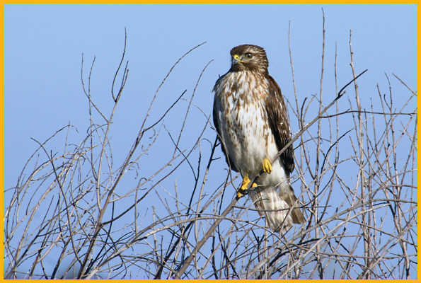 Juvenile Eastern <BR>Red-shouldered Hawk