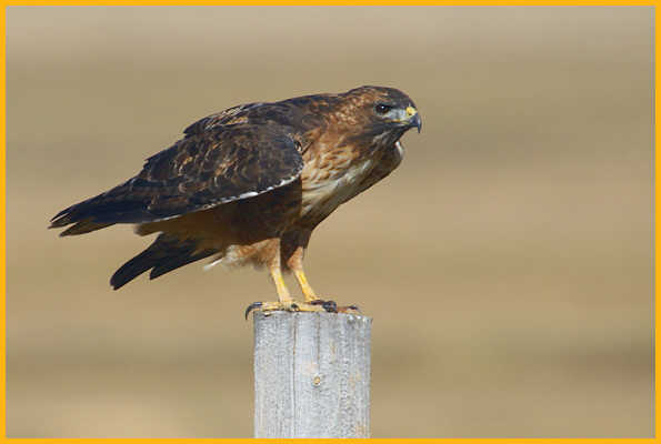Western Dark <BR>Red-tailed Hawk