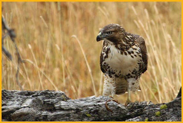 Juvenile Light Western <BR>Red-tailed Hawk
