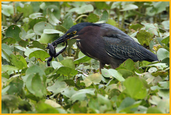 Green Heron<BR> with Frog
