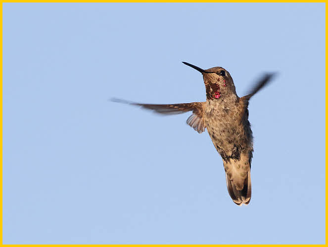 Female<BR>Anna's Hummingbird