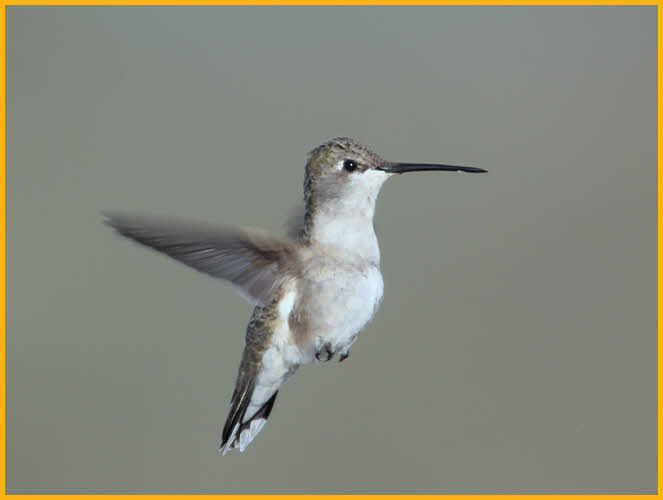 Immature<BR>Black-chinned Hummingbird