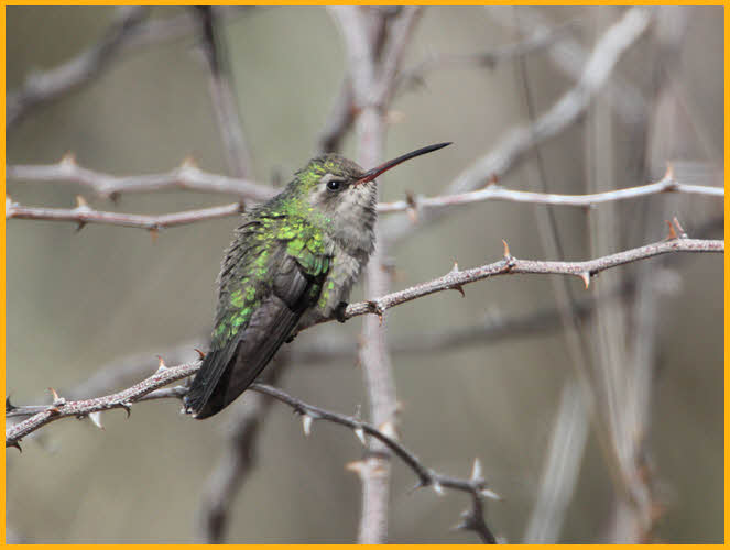 Female<BR>Broad-billed Hummingbird