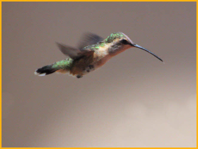 Female<BR>Lucifer Hummingbird