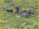 Common Gallinule and Chick