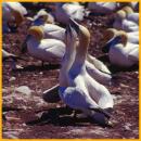 Northern Gannets <BR>Mating Dance