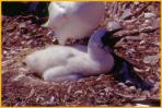 Northern Gannet Chick