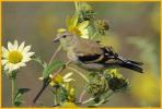 Juvenile <BR>American Goldfinch