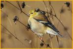 Nonbreeding <BR>American Goldfinch