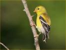 Female<BR>American Goldfinch