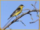 Western<BR>Lesser Goldfinch