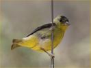 First Winter Western<BR>Lesser Goldfinch