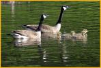 Typical<BR>Canada Geese and Goslings
