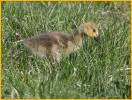 Typical<BR>Canada Goose Gosling