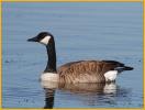 Typical<BR>Canada Goose