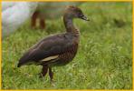 Juvenile <BR>Egyptian Goose